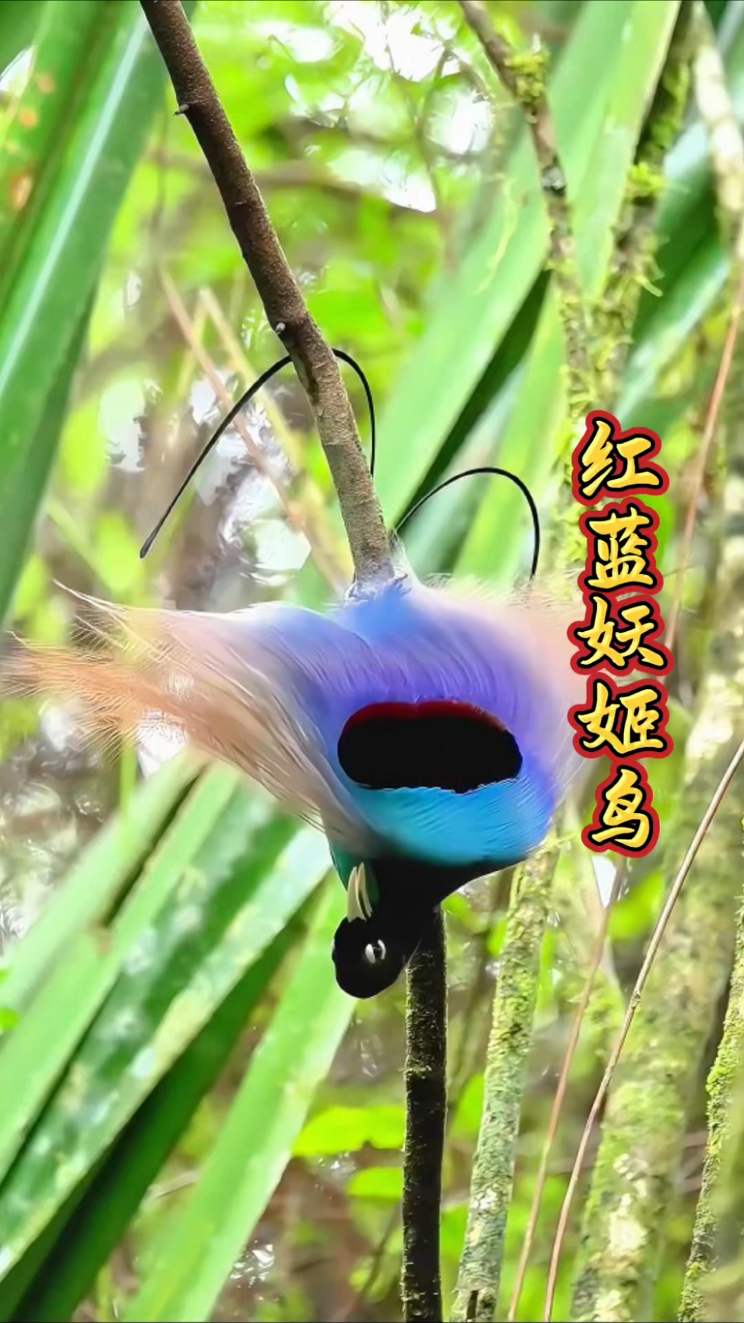 天堂摄影师拍摄视频教程,技巧大全