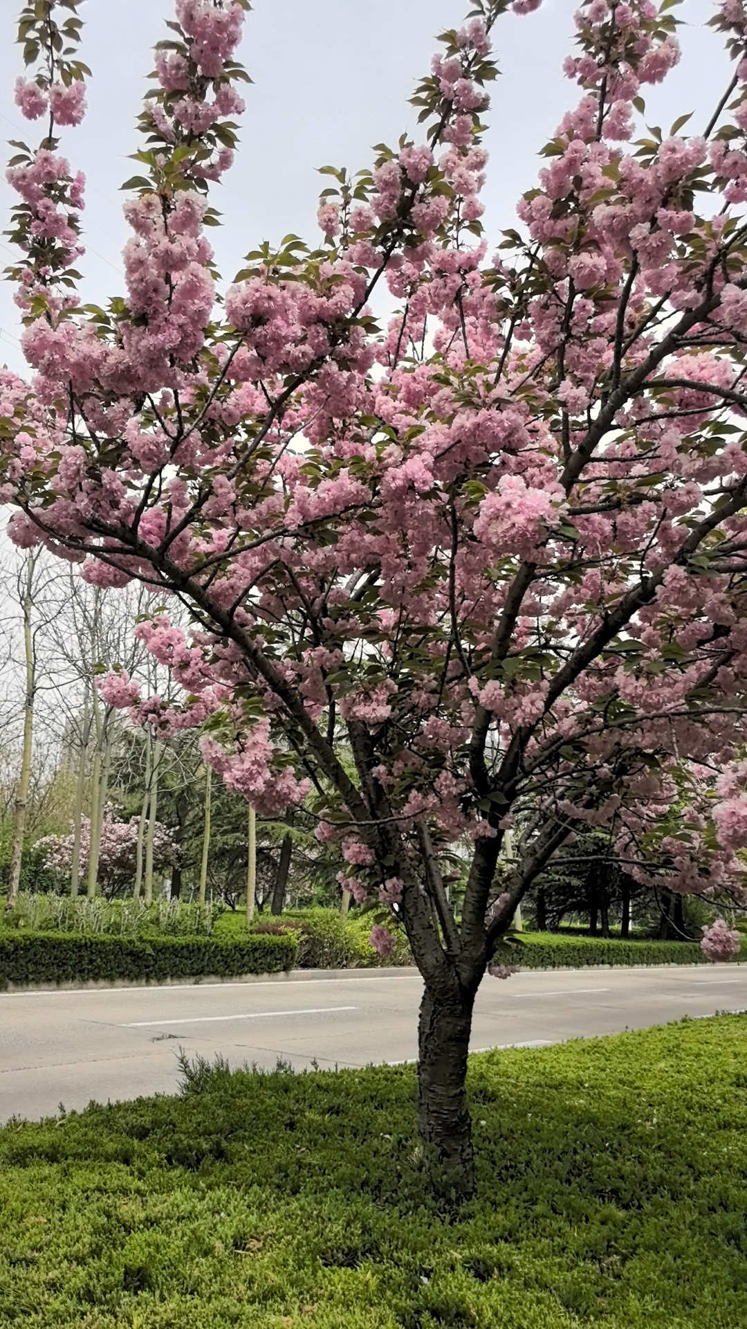 潍坊街头的日本晚樱仍然是繁花满枝头