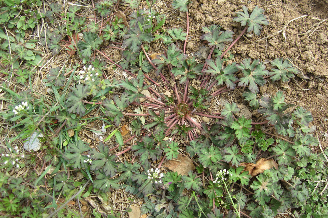 农村常见的老鹳草,人称仙鹤草,懂的人常采回家,到底有啥价值?