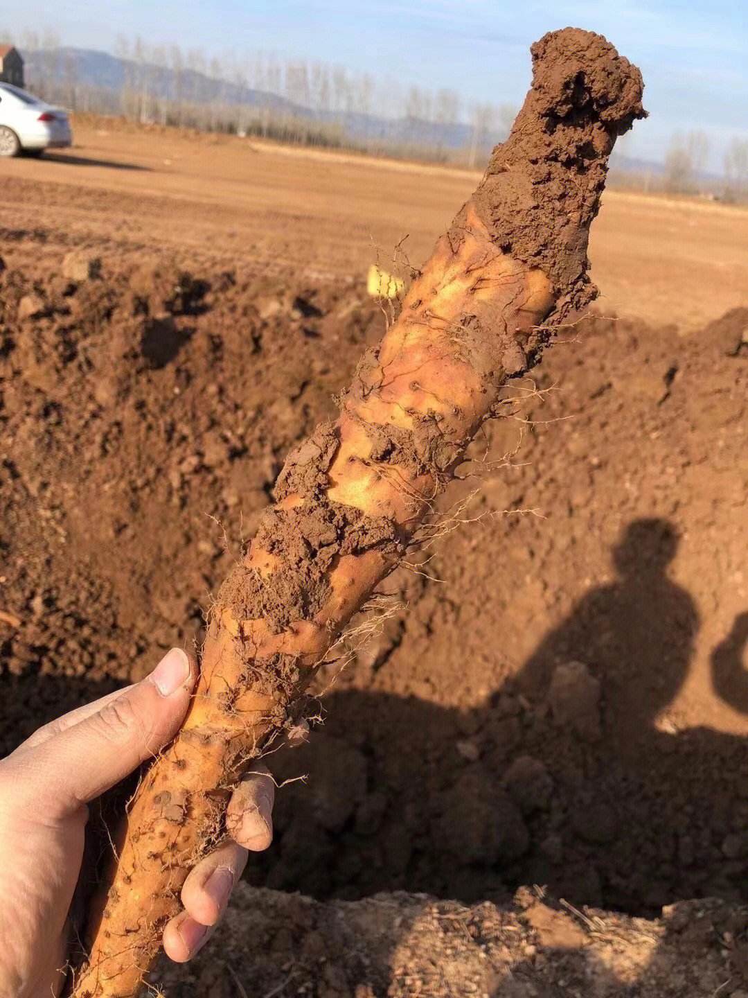 温县垆土地铁棍山药多次上央视,产地河南温县,药食同源营养丰富