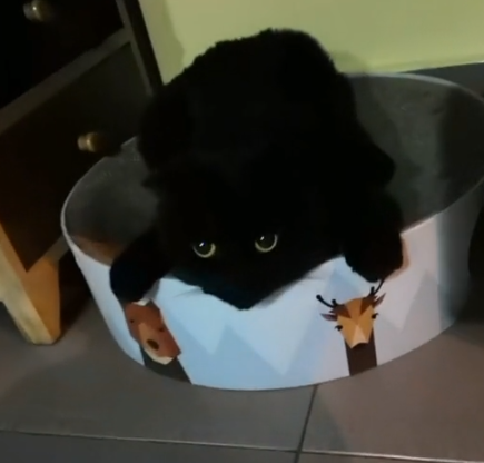 网红猫"千岁岁"离世,坐拥1100万粉丝,靠会"隐身"走红网络!