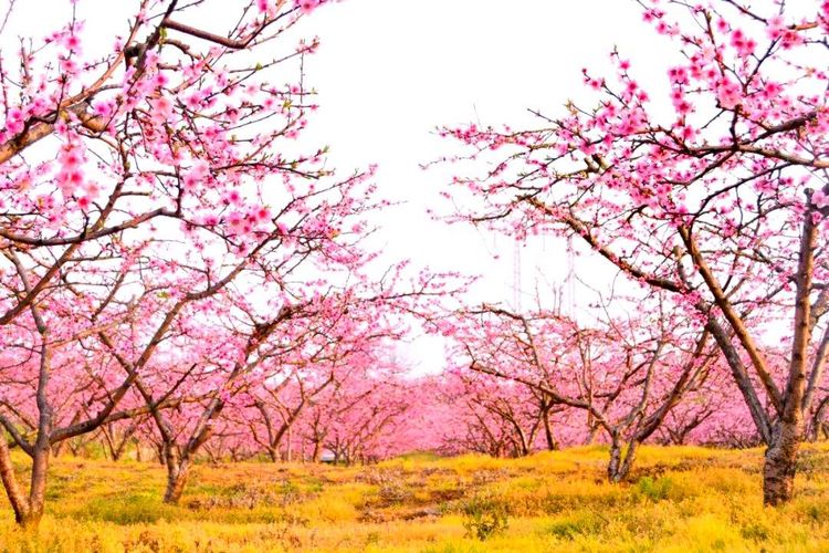 百花即将绽放快来贵州桐梓旅游浪漫花海等你来逍遥