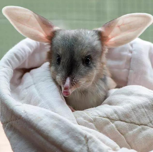 你知道什么动物从来不喝水吗?兔耳袋狸