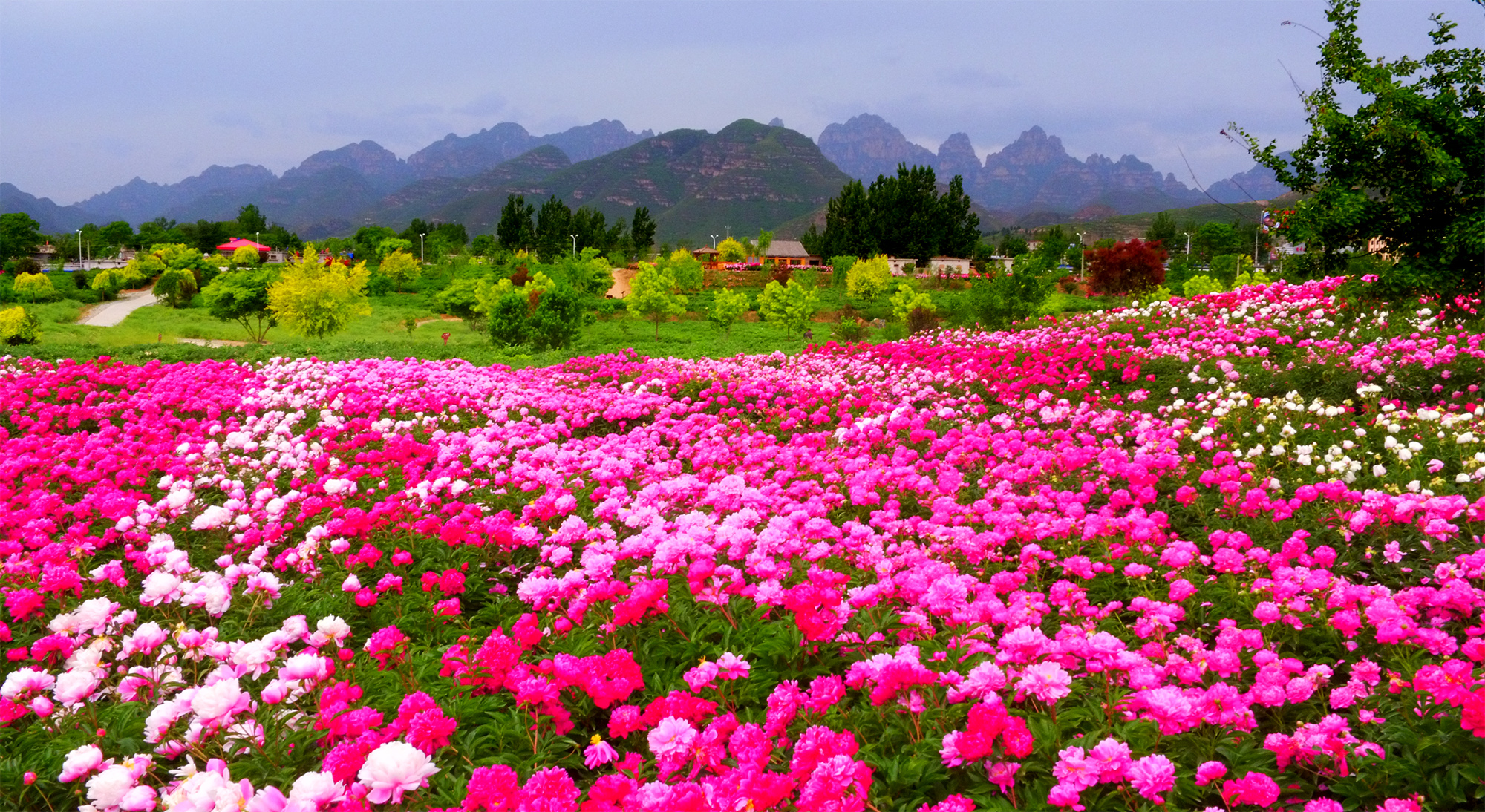 驼梁花海图片