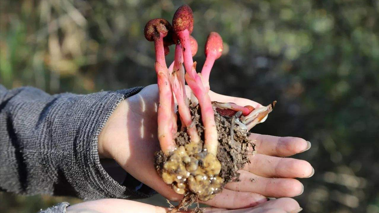 筒鞘蛇菰长得像口红,人称文王一枝笔,神龙四宝之一,你认识吗?