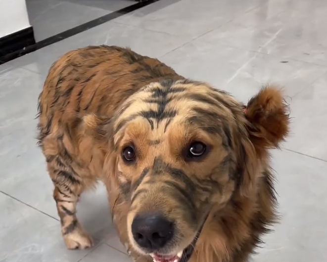 浙江主人用毛笔给金毛"纹身"老虎模样,网友:还好意思出门吗?