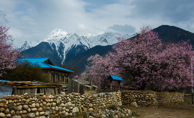 林芝的春天:雪山脚下,云雾之中的粉嫩桃花