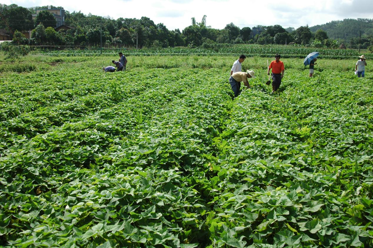 红薯怎么种产量高?记住这几个诀窍,红薯个头大,产量高