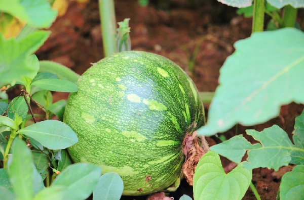 四川泸县石桥镇:菜瓜丰收 群众"菜篮子"上新