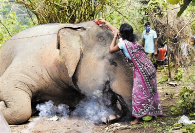 印度野象被闪电击中图片
