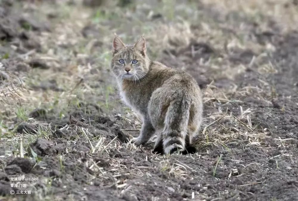 mrs守護自然在人類主宰的區域探索與野生動物共存的途徑