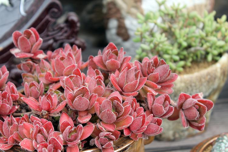 克罗地亚多肉养护方法是什么?其叶子干瘪有皱发软怎么回事?