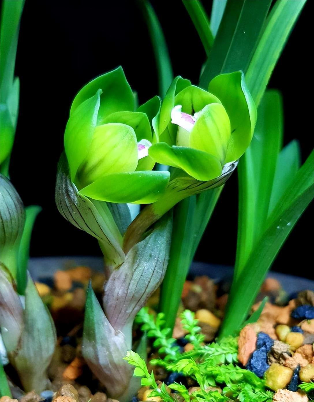 春兰皇后—绿云,犹如邻家小妹,娇羞秀美,花型独特,打理简单