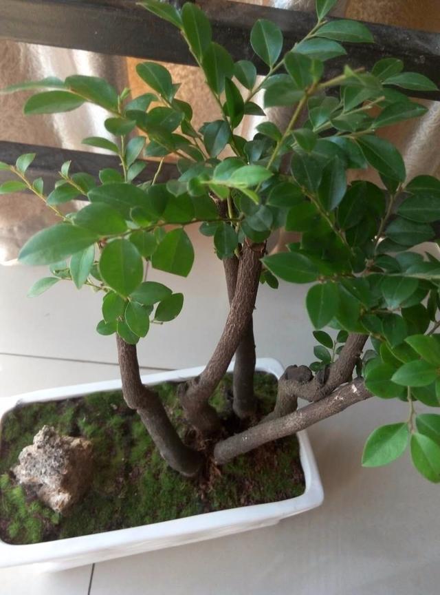 小叶紫檀:做到以下几点,枝叶散发出阵阵檀香味,让人神清气爽