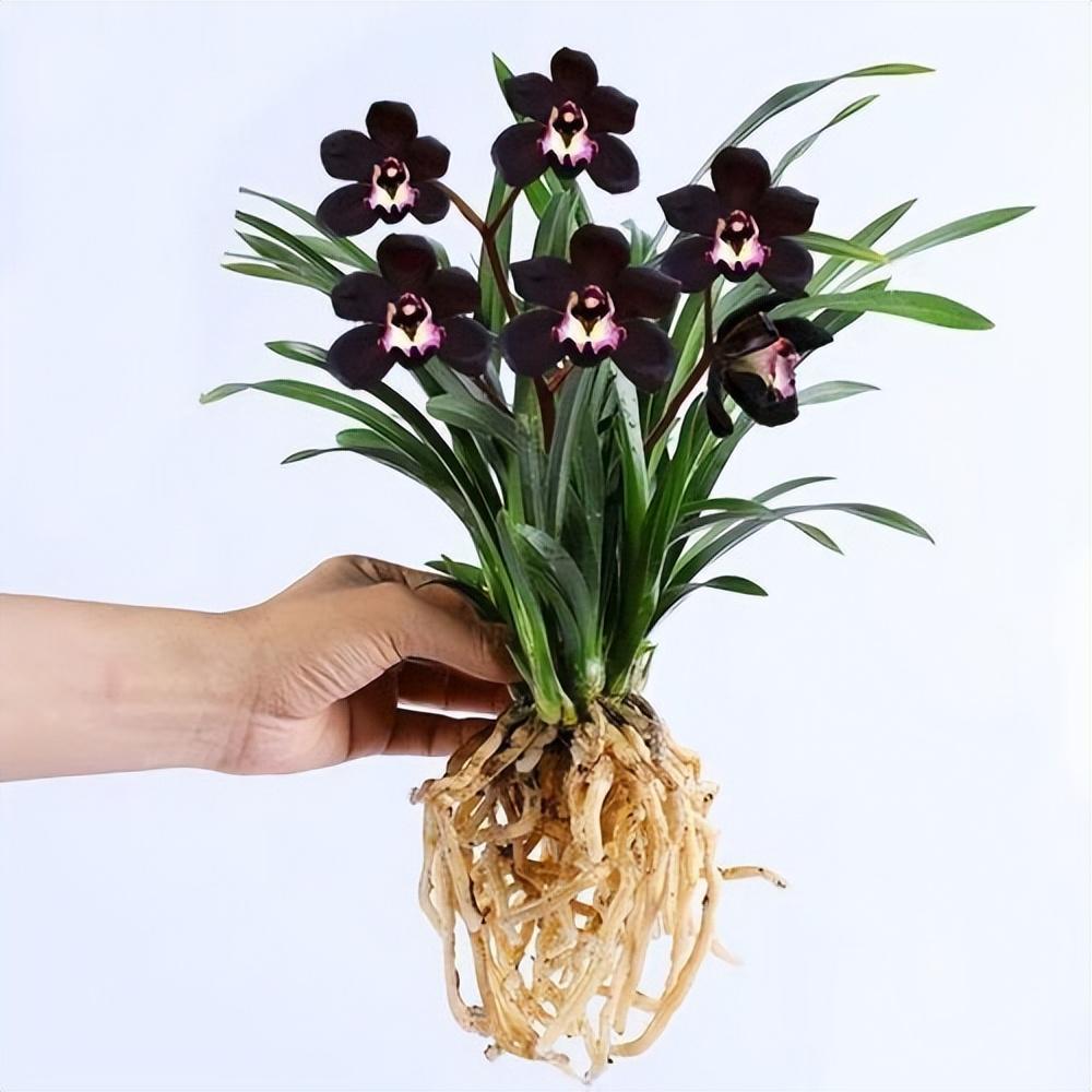 墨兰新宠"黑雪姬",黑杆黑花,花色神秘,兰香浓郁,自带神秘感