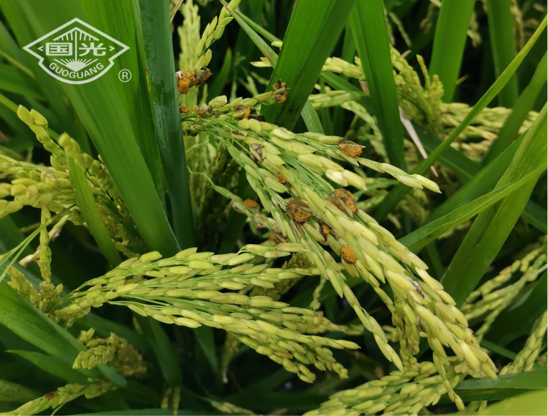 水稻稻曲病显微镜图片图片