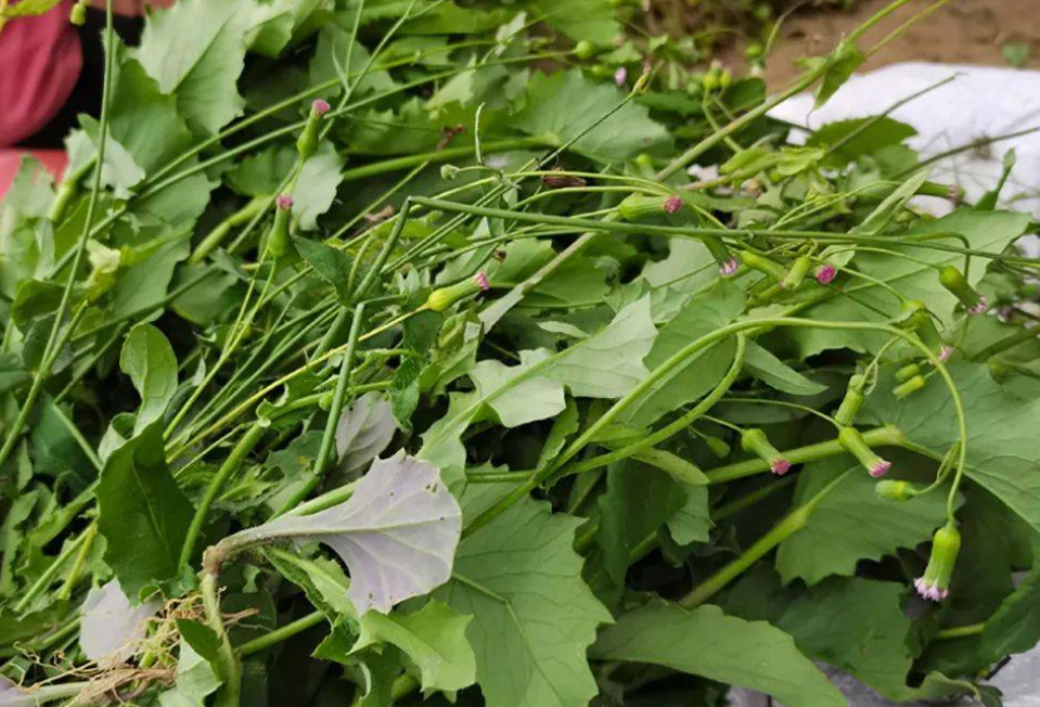 一点红,也叫叶下红,羊蹄草,有3项作用,农民朋友要了解!