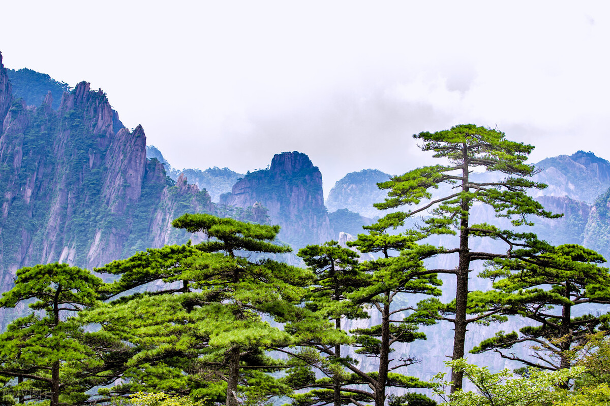 岁不寒无以知松柏事不难无以知君子松树万木之长傲寒独立