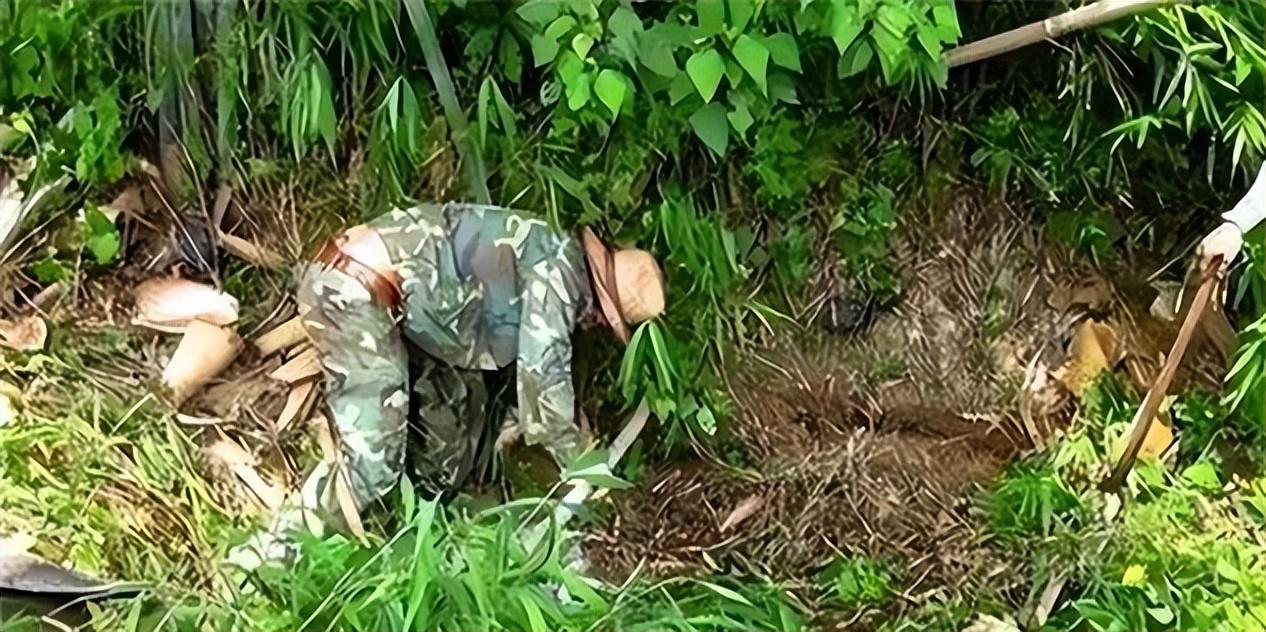 1986年他打死73条毒蛇5年后被蛇围攻致死死后坟头群蛇盘踞