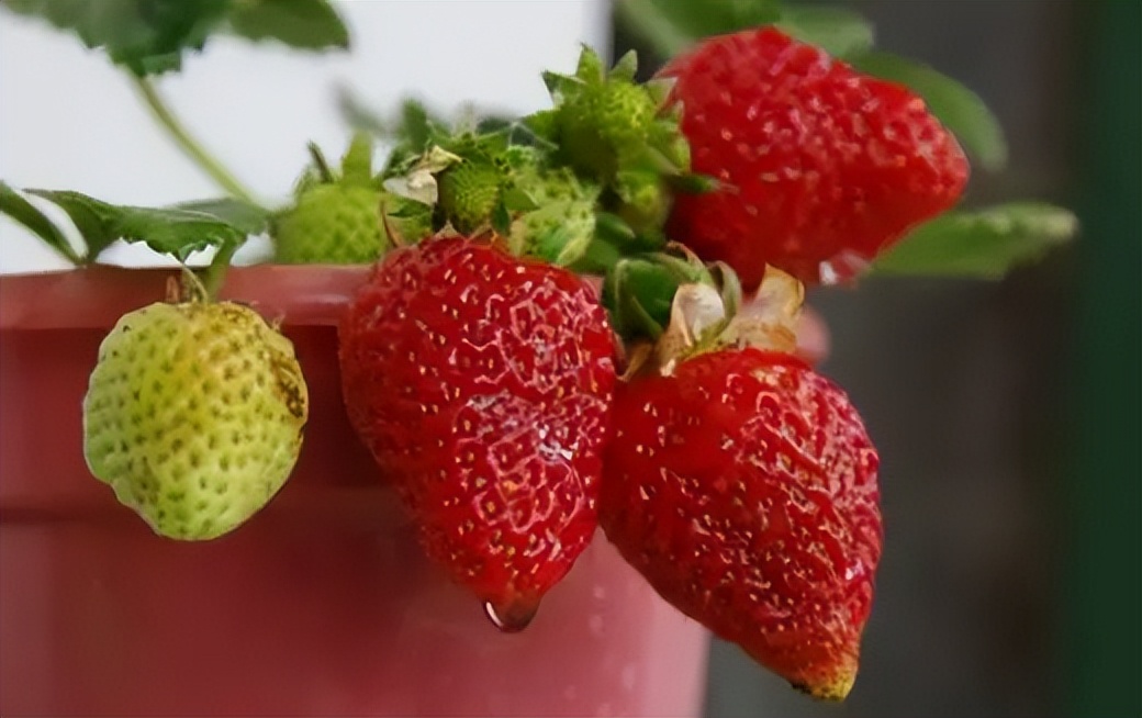 情侣之间种草莓,安全吗?以下是一些需要注意的事项