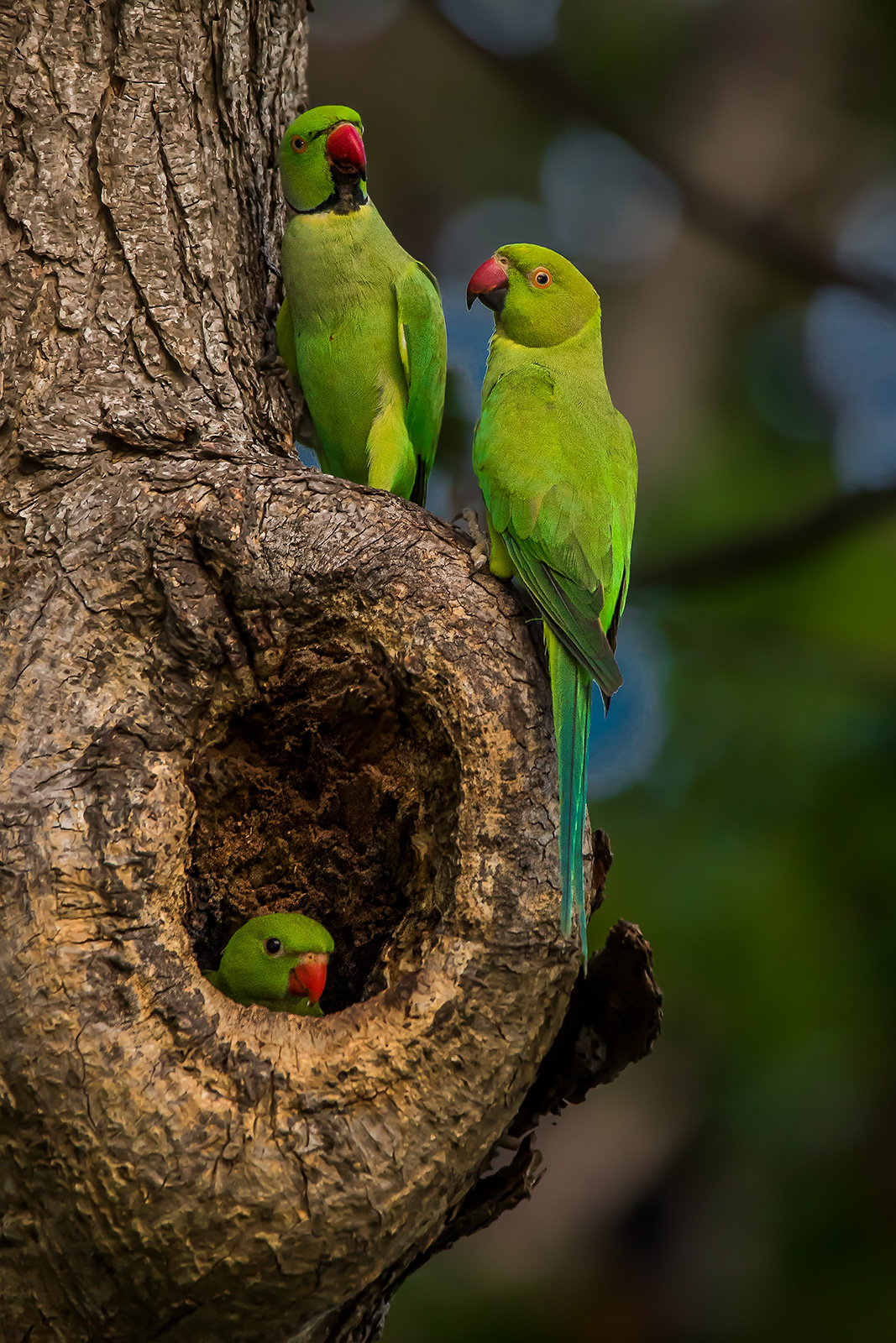 在寒冷冬季繁殖,野性精神的代表——红领绿鹦鹉