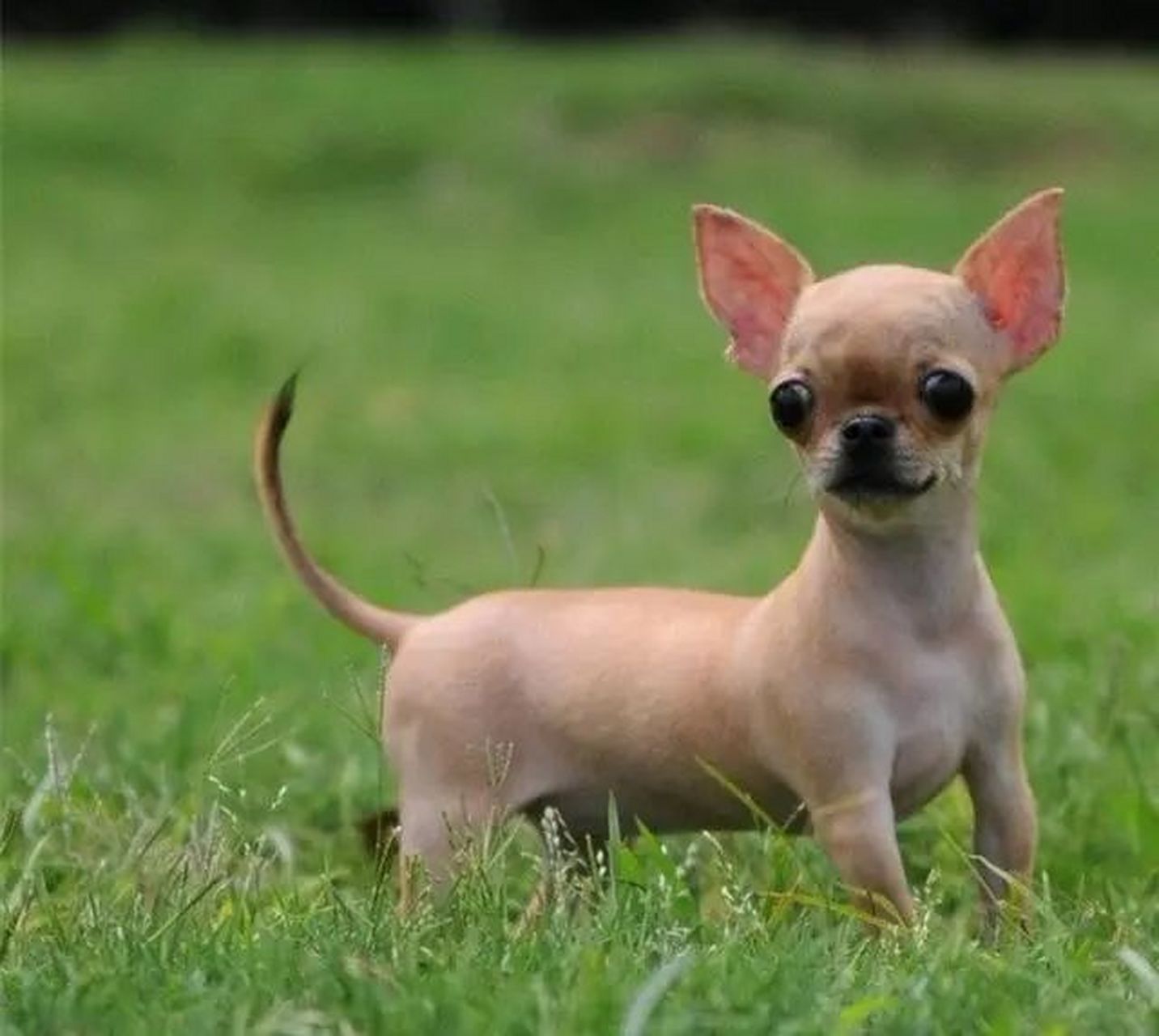 张寡妇养了一条宠物狗吉娃娃,与它相依为命,每天同吃同睡,教它识字做