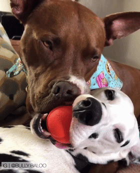 两只狗狗一直嘴对着嘴,凑近一看,笑疯了!