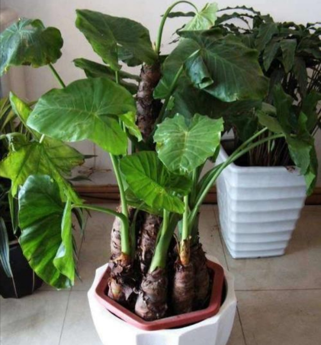 7种"有毒花",开花很漂亮,养在家里却不知道