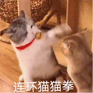 猫猫拳表情图片