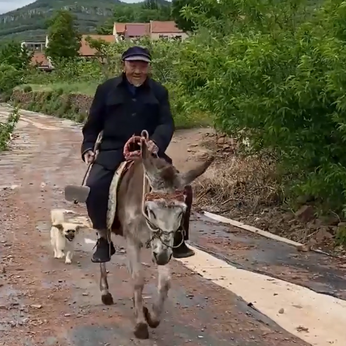 山东一老人骑驴拿锄带狗下田干活,随后一幕网友直呼真气派