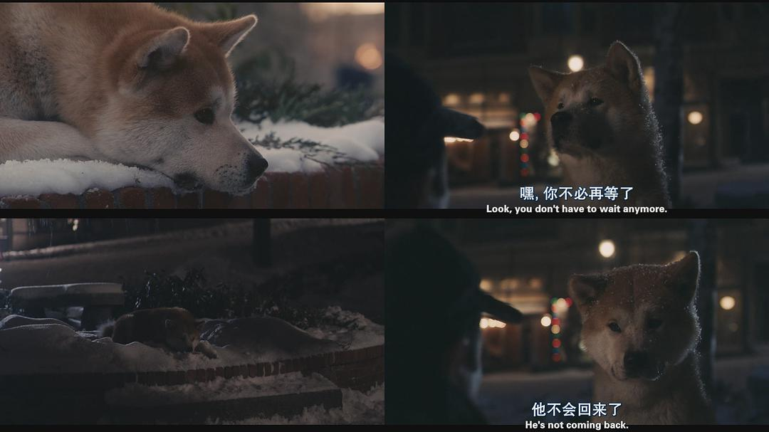 忠八公犬 电影图片