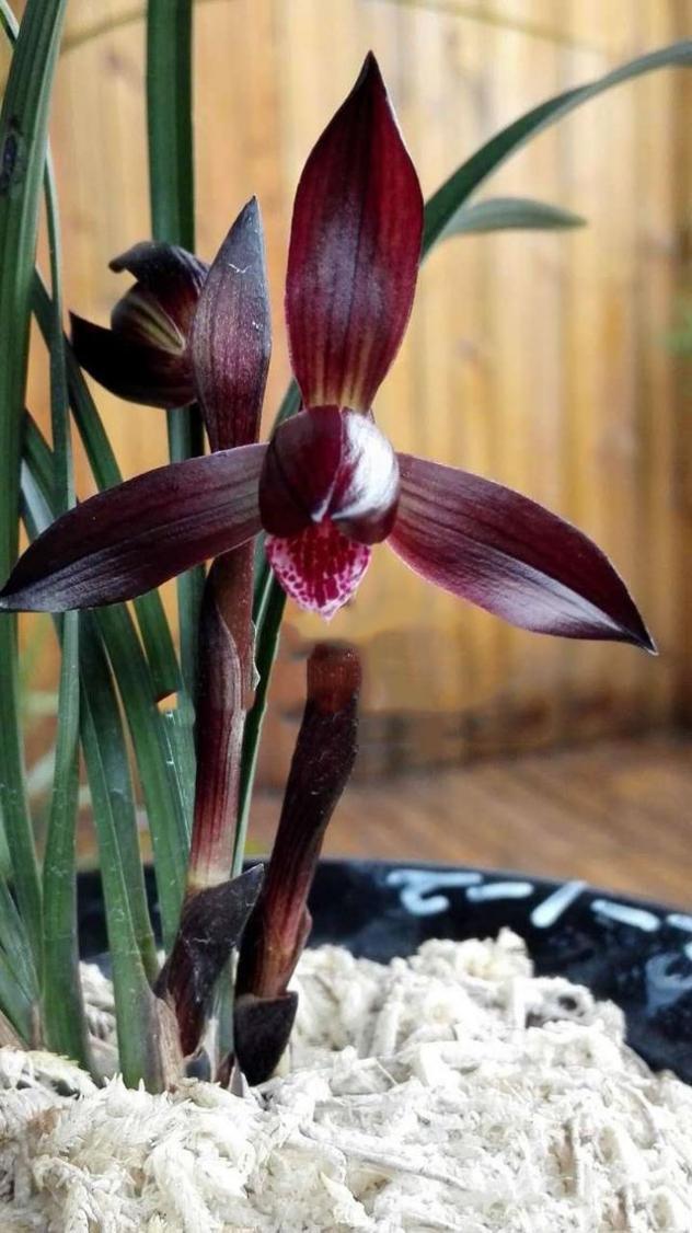 春兰名品—娄山红,花色顶级,香味持久,消失20年后重现江湖