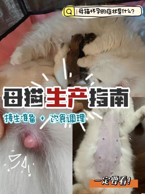 猫咪的生育周期和怀孕时间 - 猫多久生一胎怀孕多久生