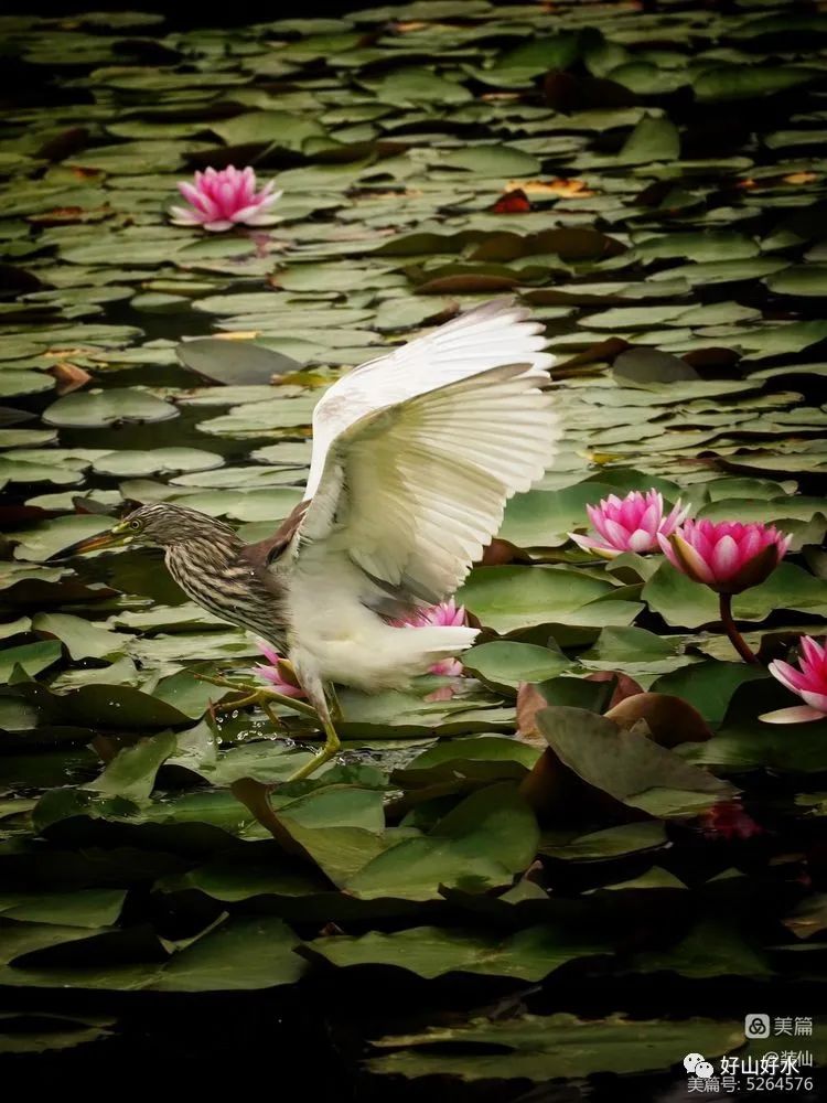 幽艳枕水眠,鹭影舞翩跹|庄莉红