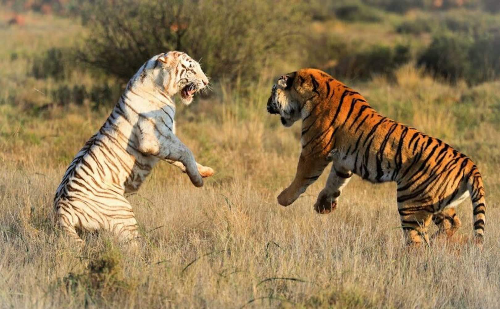 孟加拉虎vs东北虎,虎王争霸,谁才是真正的王?