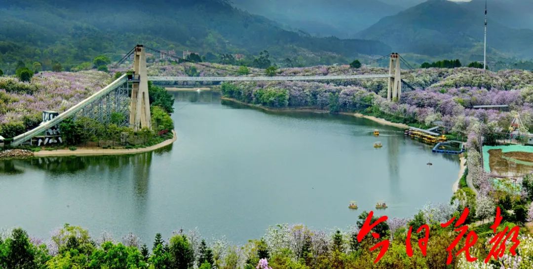 漫山遍野都是花!赤坭志惠农场美绝了!