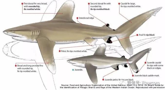 【海洋科普】最危險的鯊魚——遠洋白鰭鯊
