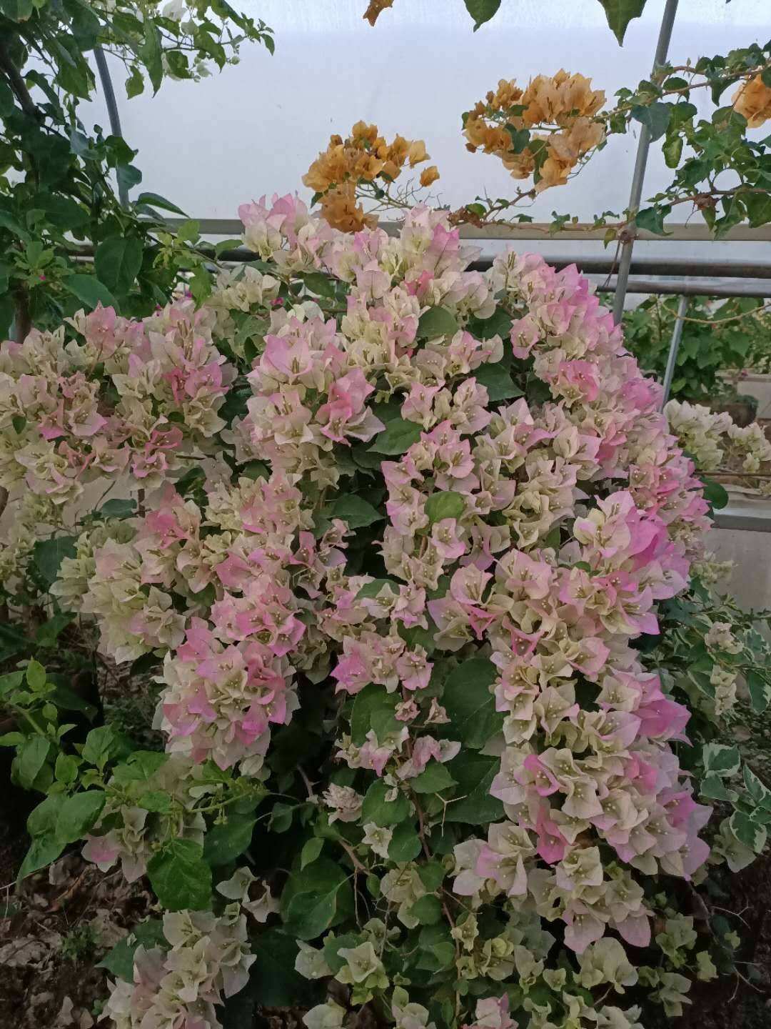 三角梅界的"仙女"—绿樱,花朵又美又仙,好养活,北方也能养