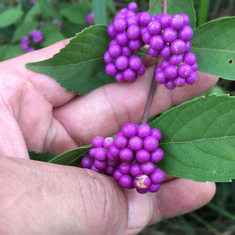 植物红紫珠,农村很多人都知道它叫接骨草,你用得到它吗?