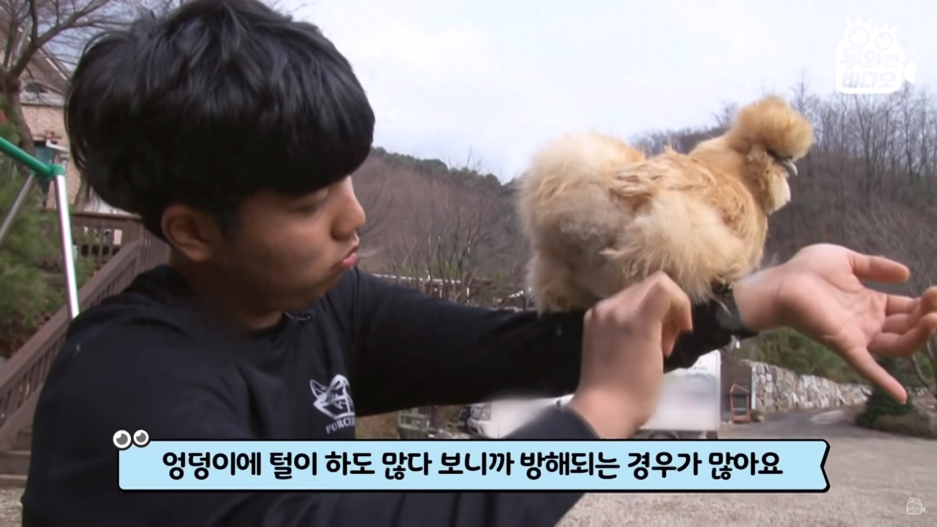 回顾:奇葩高中生沉迷养鸡,还带鸡上课,百只稀有鸡让专家意外