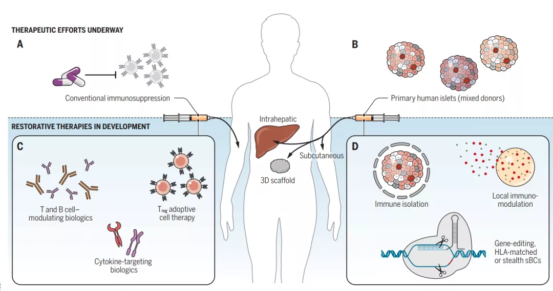 干细胞在糖尿病领域展望:mscs到ipscs,再生医学的自我颠覆之路