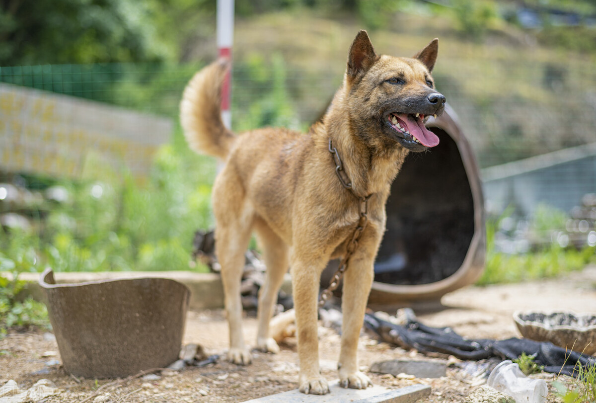 中華田園犬