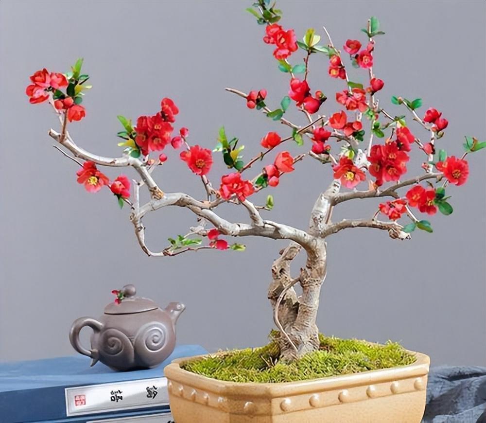 长寿冠海棠,名字好听,花型漂亮,颜色艳丽