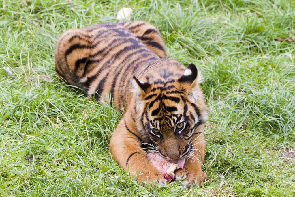 为什么人要每天进食,而鲨鱼和老虎极限情况下可以一餐抵一月?