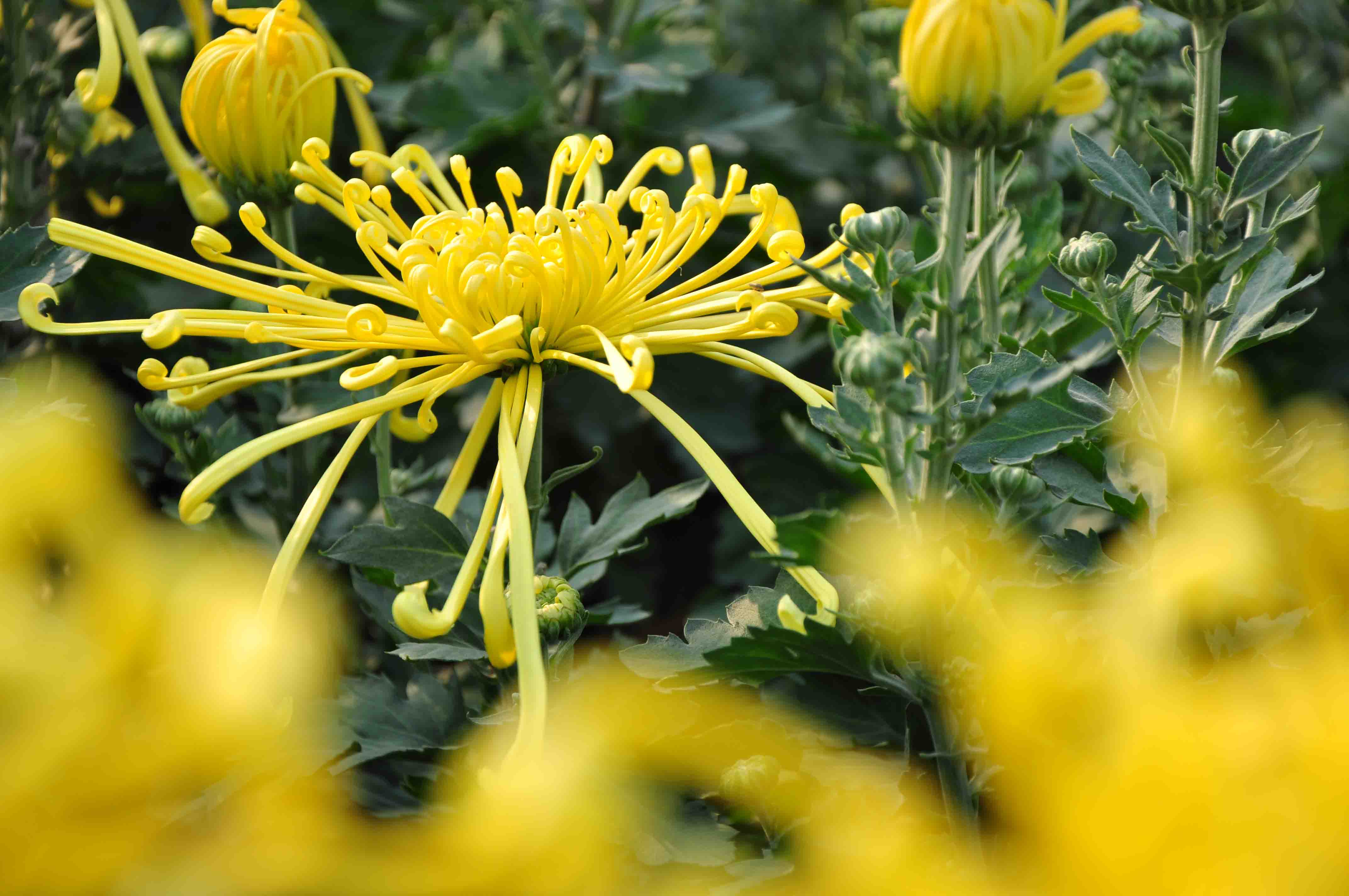 我花开后百花杀,独属于菊花的秋天!