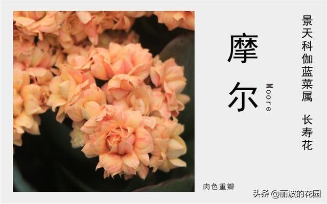 摩尔长寿花,花开肉色花朵重瓣,花开到6月花期长个别花朵带红丝