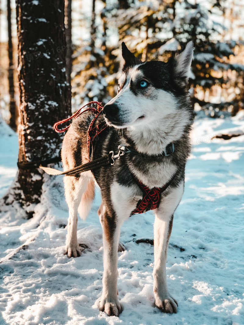 1哈士奇西伯利亚雪橇犬