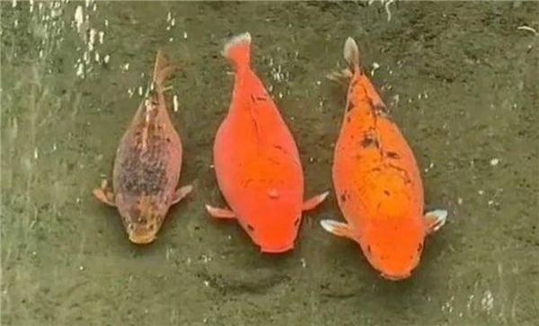 趵突泉"猪鲤"胖成球,游客请勿随意投喂,以免危害鱼类健康