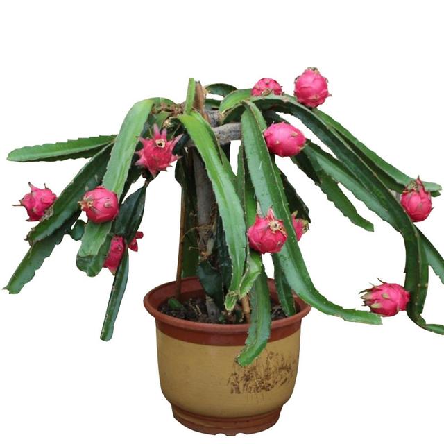 多肉火龙果寓意是"吉祥富贵",养殖做好4要点,枝头长满红果子