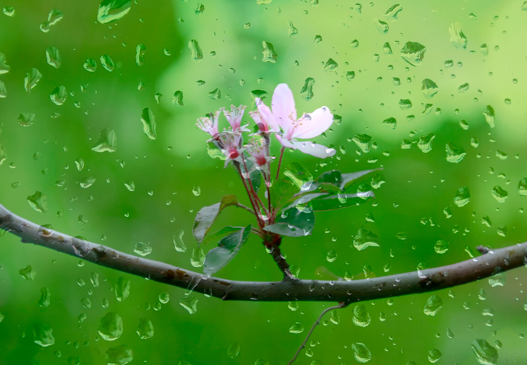 春雨后的小花儿,小草儿,以及其他